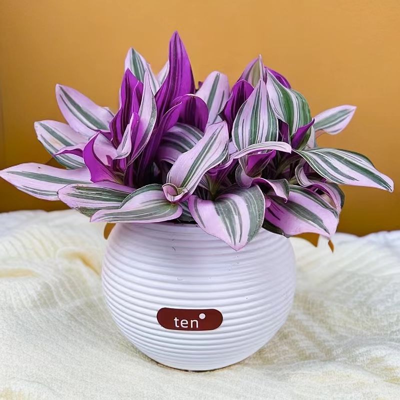 油画婚礼吊兰盆栽大颗多肉室内绿植阳台花卉水盆桌面好养油画吊兰