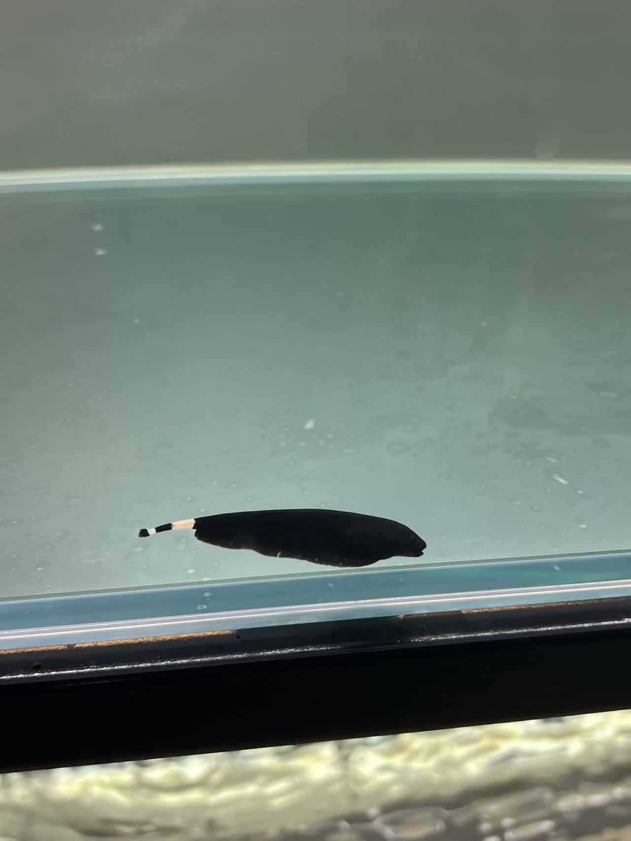 魔鬼刀鱼活体热带观赏鱼黑羽毛鱼线翎电鳗好养耐活热带观赏鱼