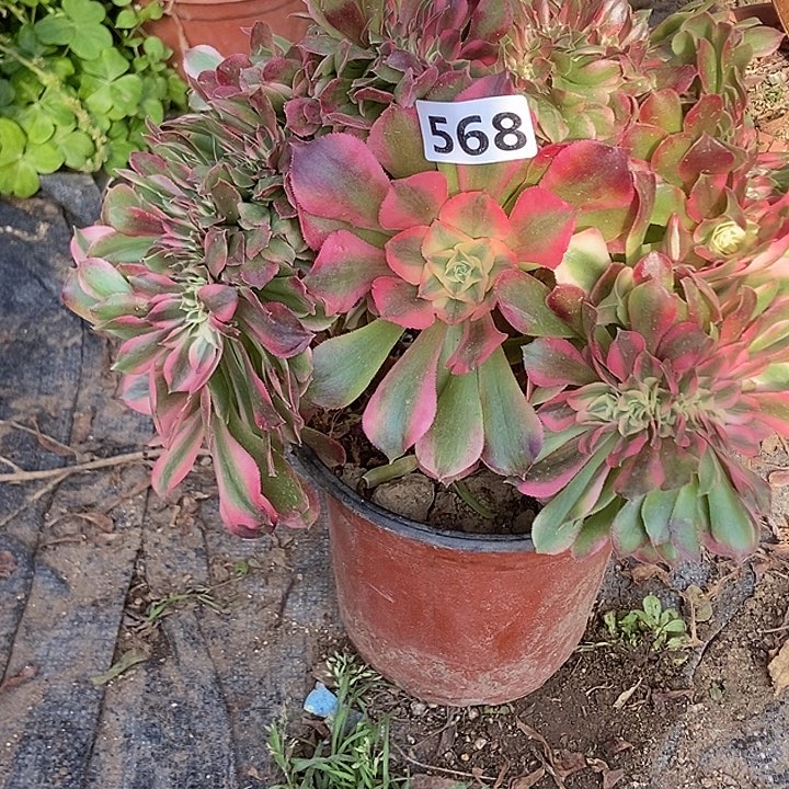 酸*苦568香妃缀化老板子法师