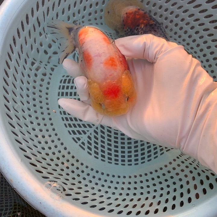 五***长金鱼特色兰寿金鱼