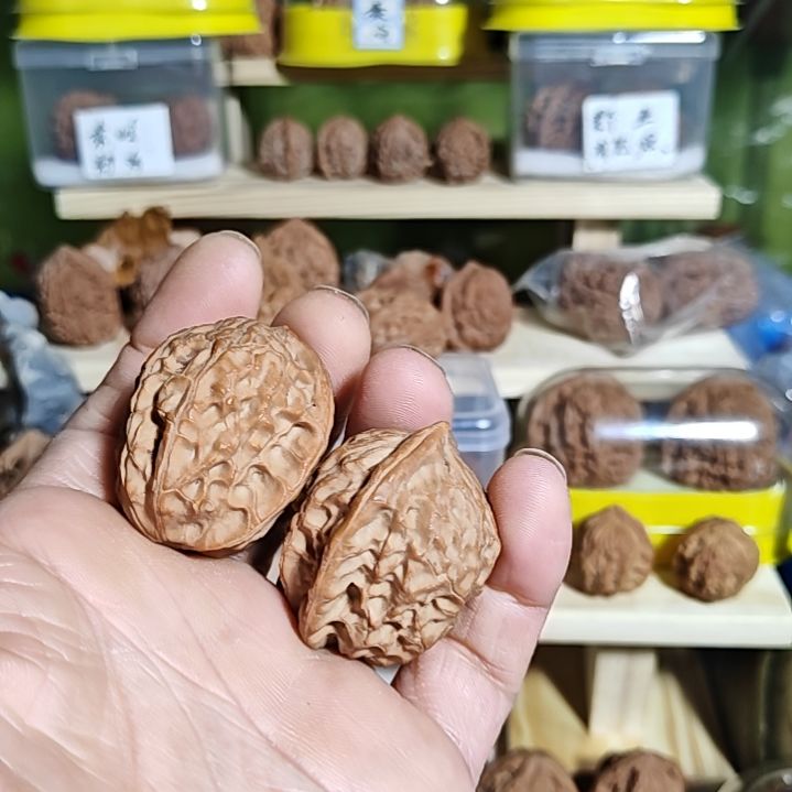 小***豹38加尺寸野生小众紫金鼠