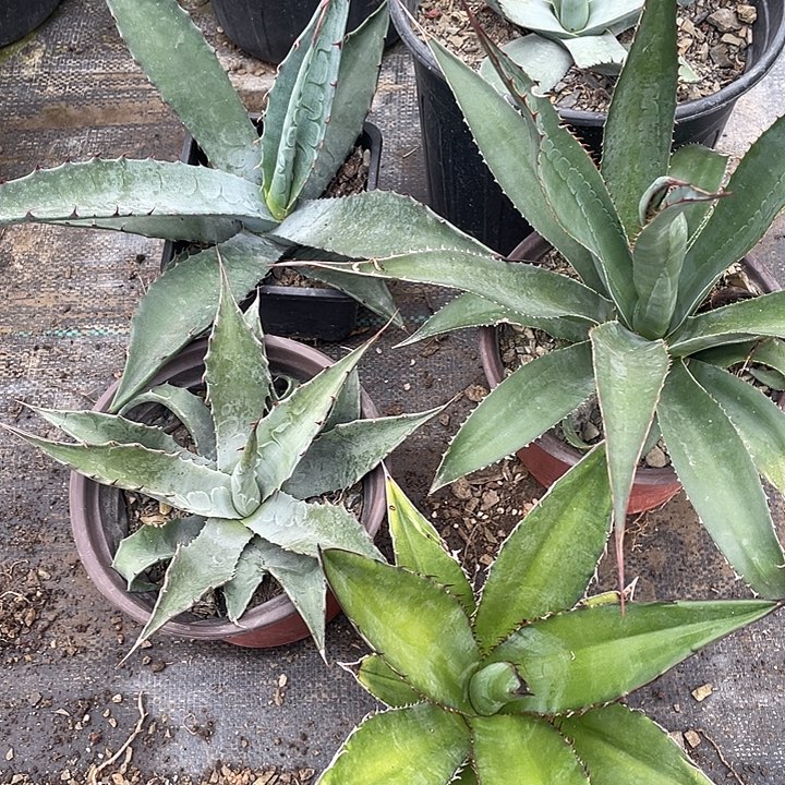 无花朵福利套餐5个品种