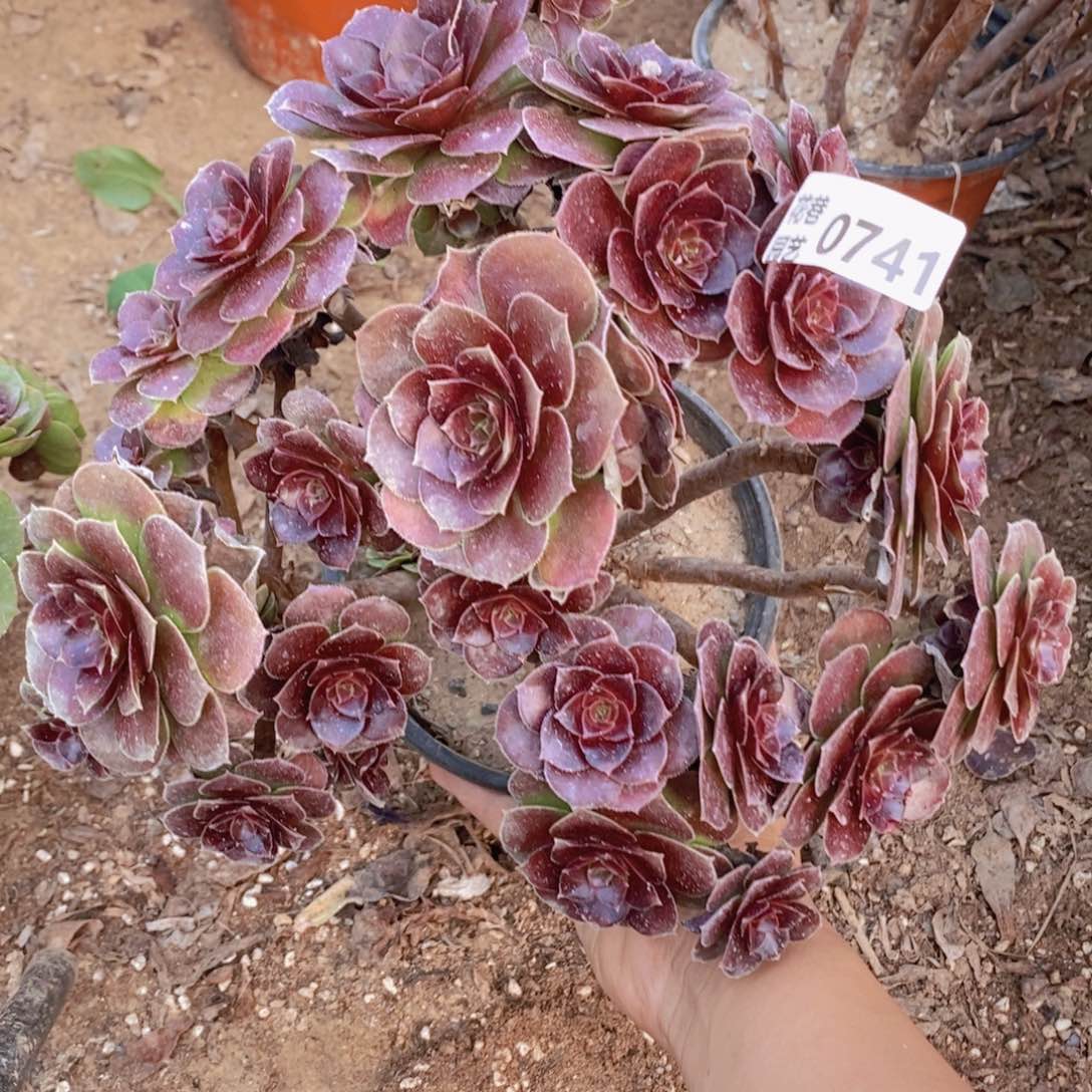 741 号一物一拍多肉植物