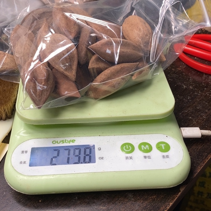 吊坠橄榄核多*?橄榄油