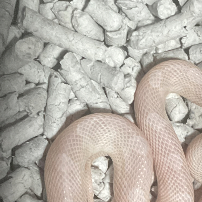 温顺暴风雪练手入门级