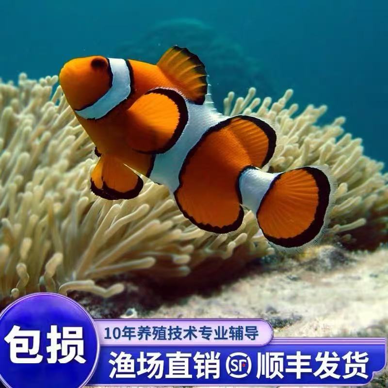 野生巴东公子小丑鱼检疫定水一个月老鱼秒颗粒顺丰发货包邮包损