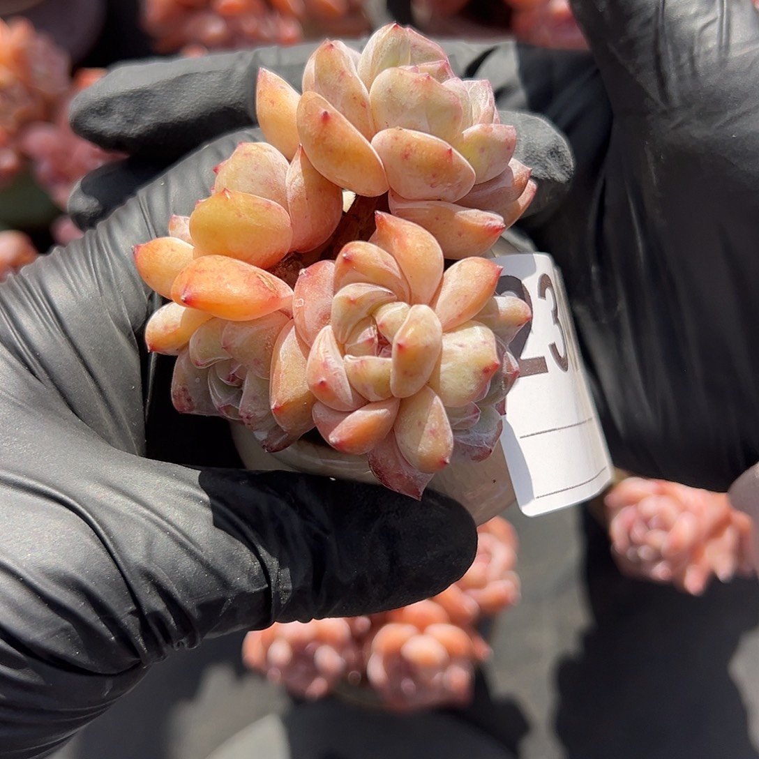 2369，五头星影带盆发的