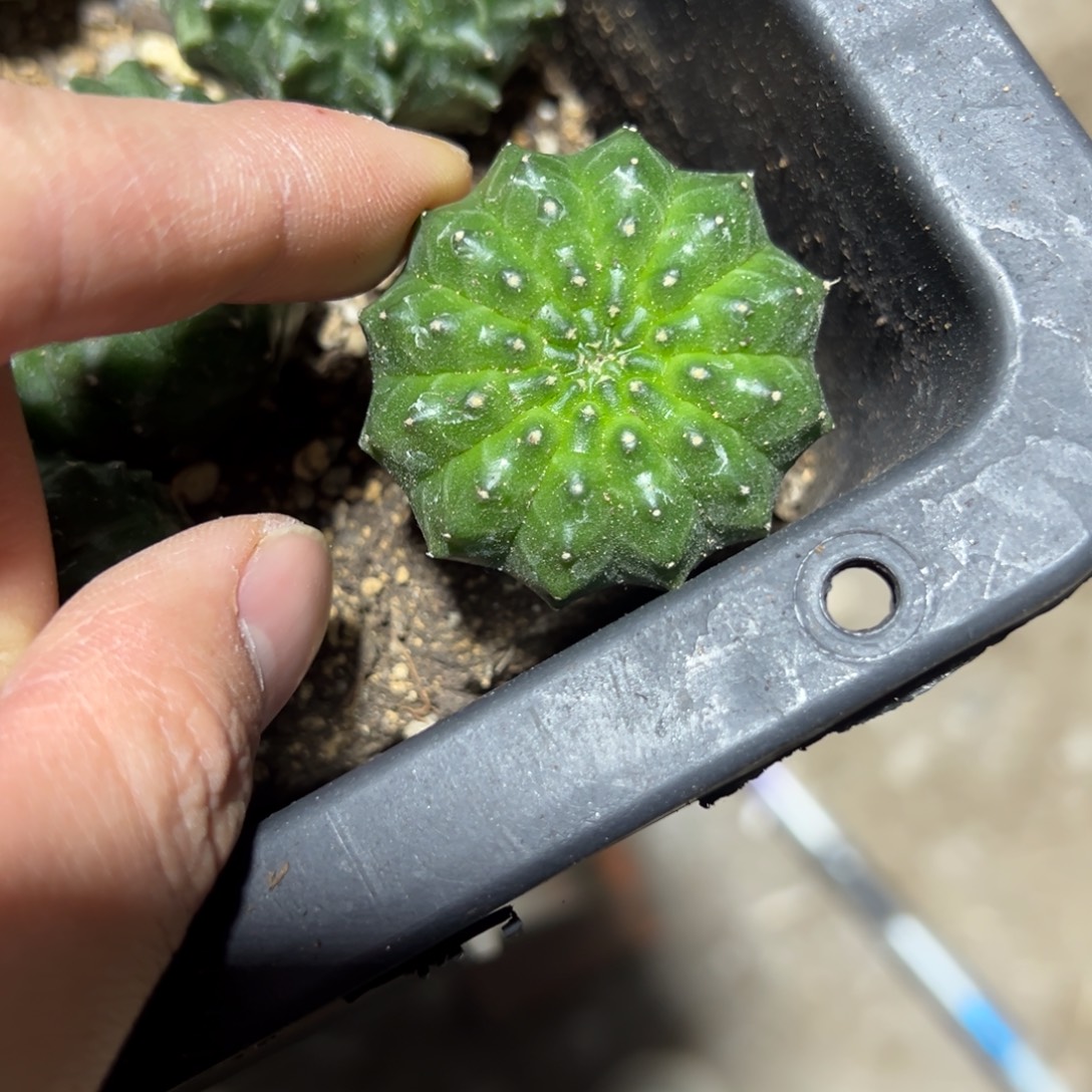 实生无刺貘脱土发货26