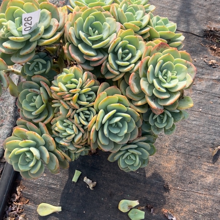 一***盏026云欣多肉植物白月光