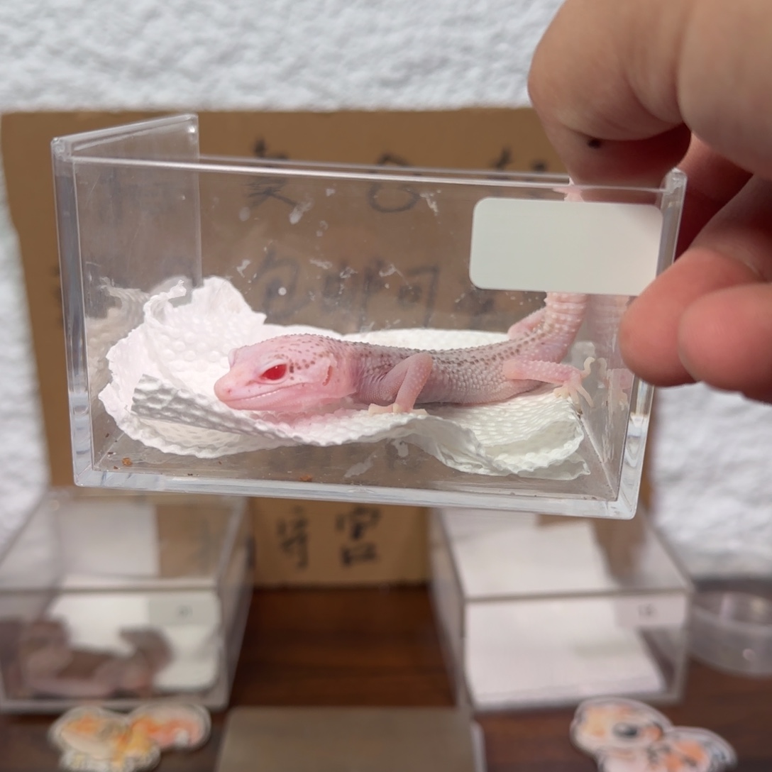 豹纹守宫超级雪花雷达妹妹