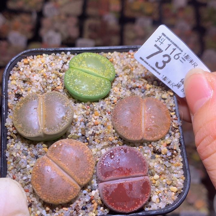 精品生石花116.73