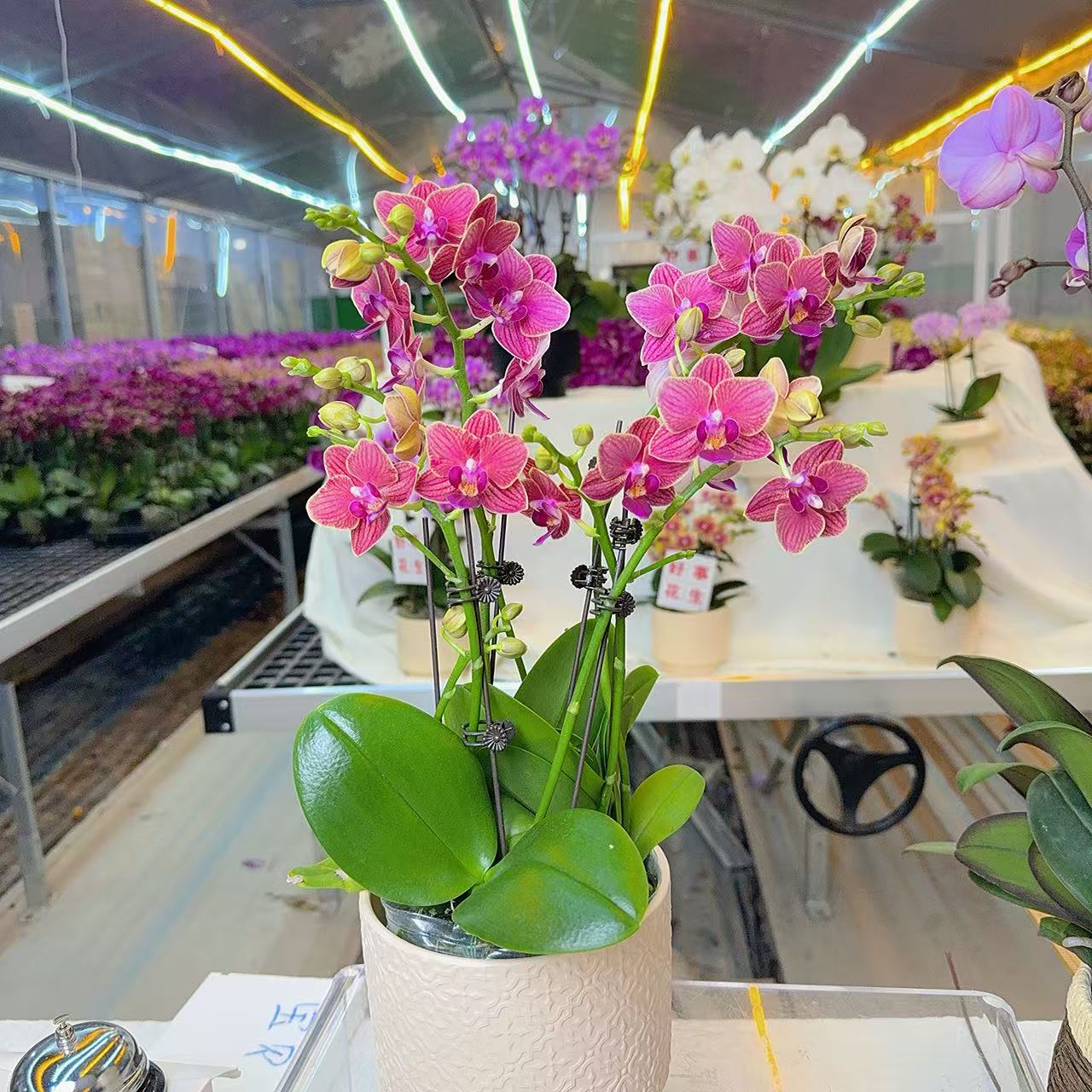 精选蝴蝶兰[金边玲珑]红色带金边桌面款 室内花卉绿植 基地直发