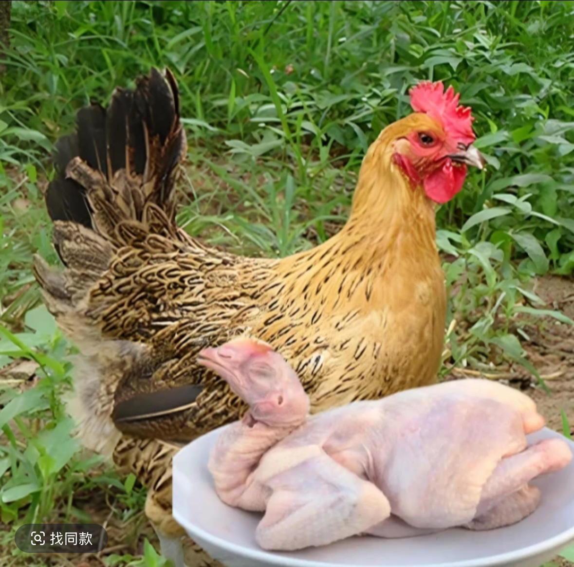 麻羽鸡新鲜整只发货，半斤左右