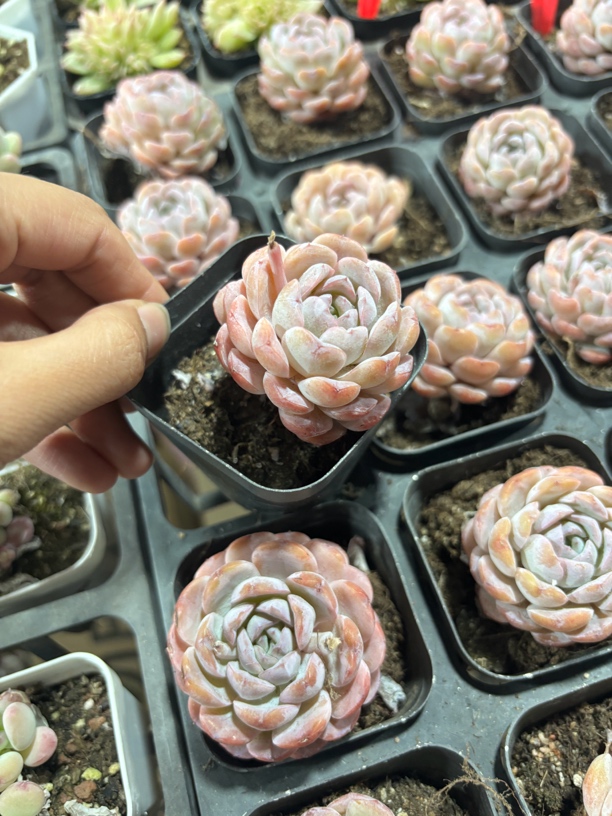 满9.9米包邮精品雪颜多肉植物