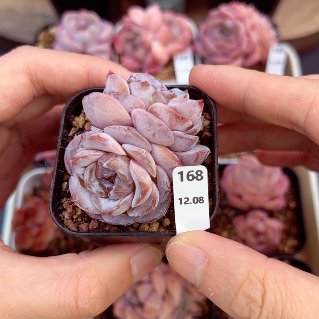 好好看168、哈哈哈哈