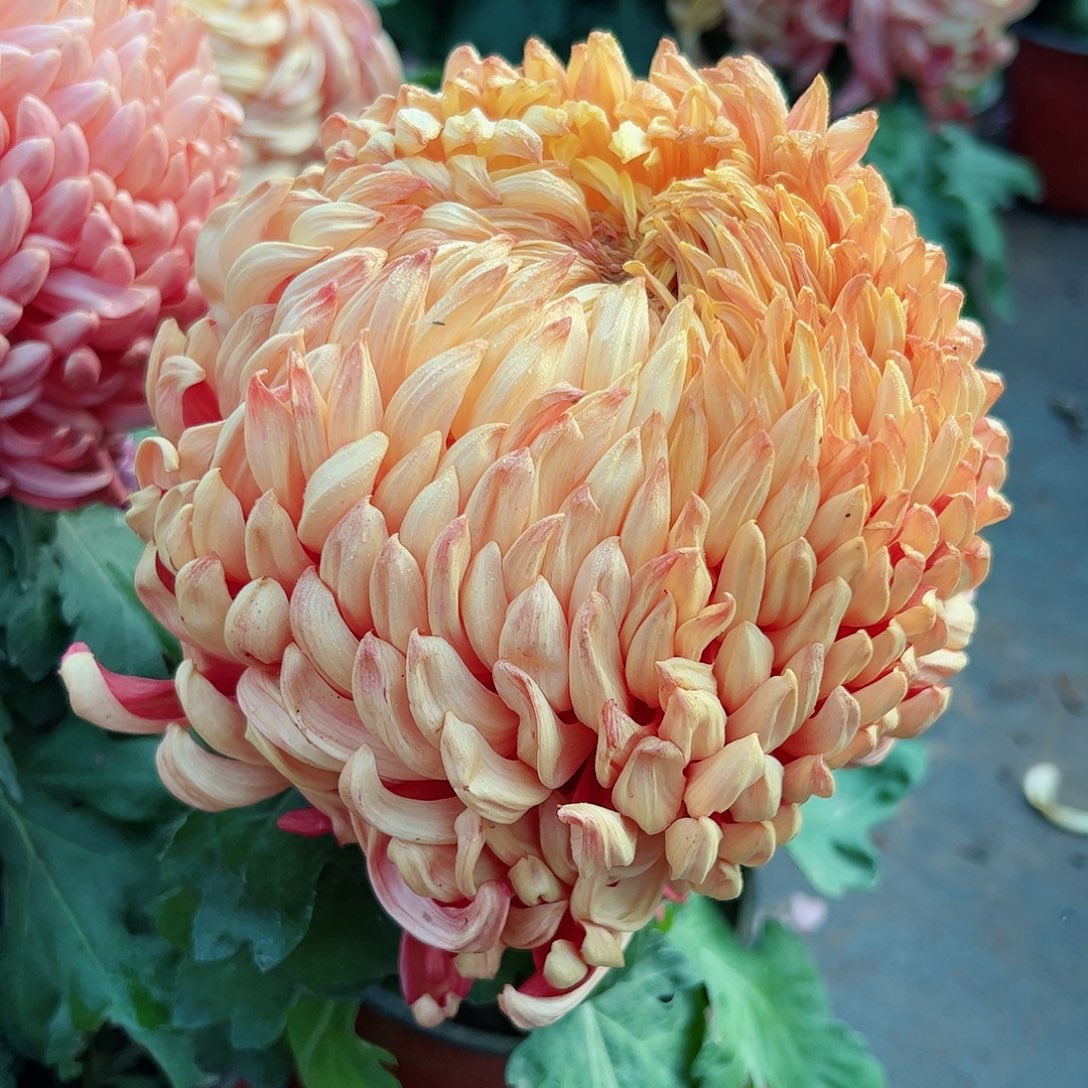 完全开放国华独本太平母本不受后