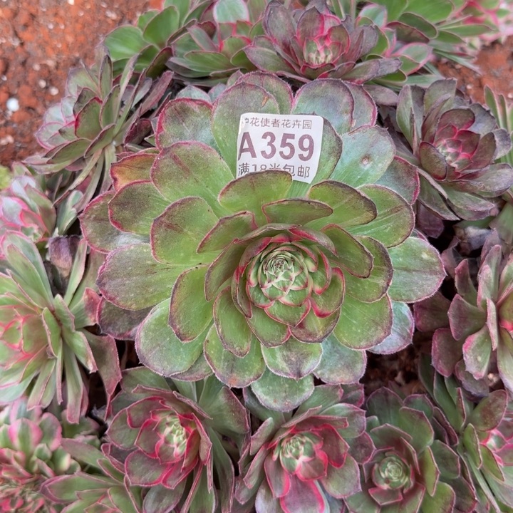 多肉法师莲花座朵