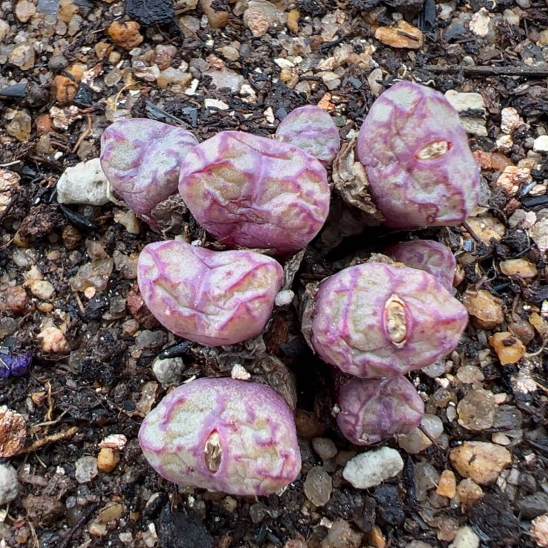 1.20好看的多肉804