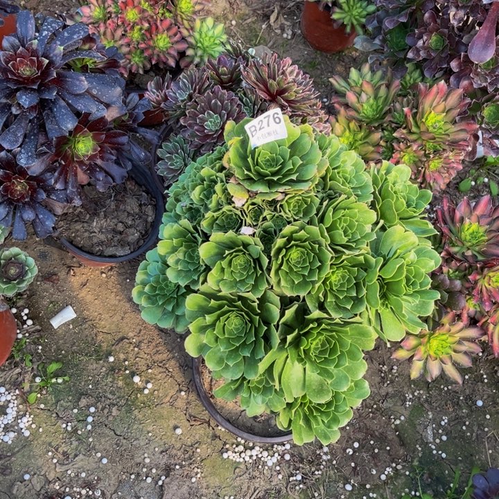 276绿羊多肉法师不包断枝