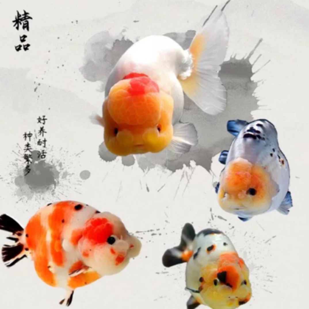 【兰寿金鱼】4-6厘米11尾精品观赏鱼好养耐活包邮不支持指定