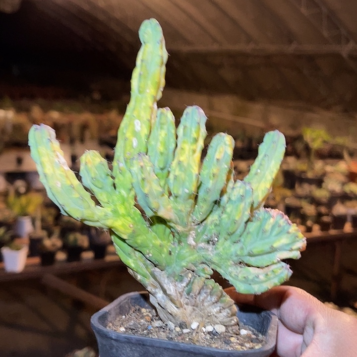 满38包邮2天凑单，脱土晾根发货多肉植物神龙木缀化锦