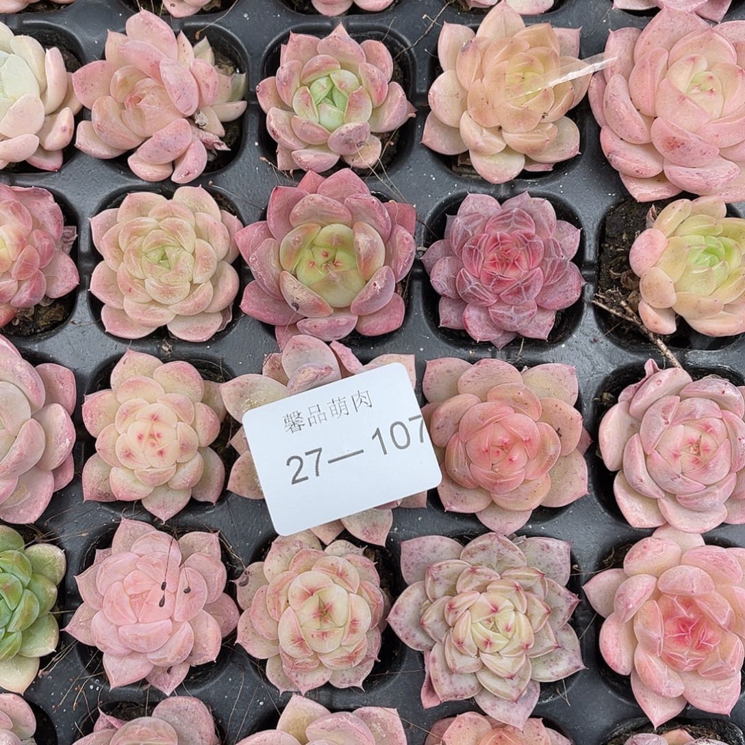 我***懂多肉一物一拍27-107