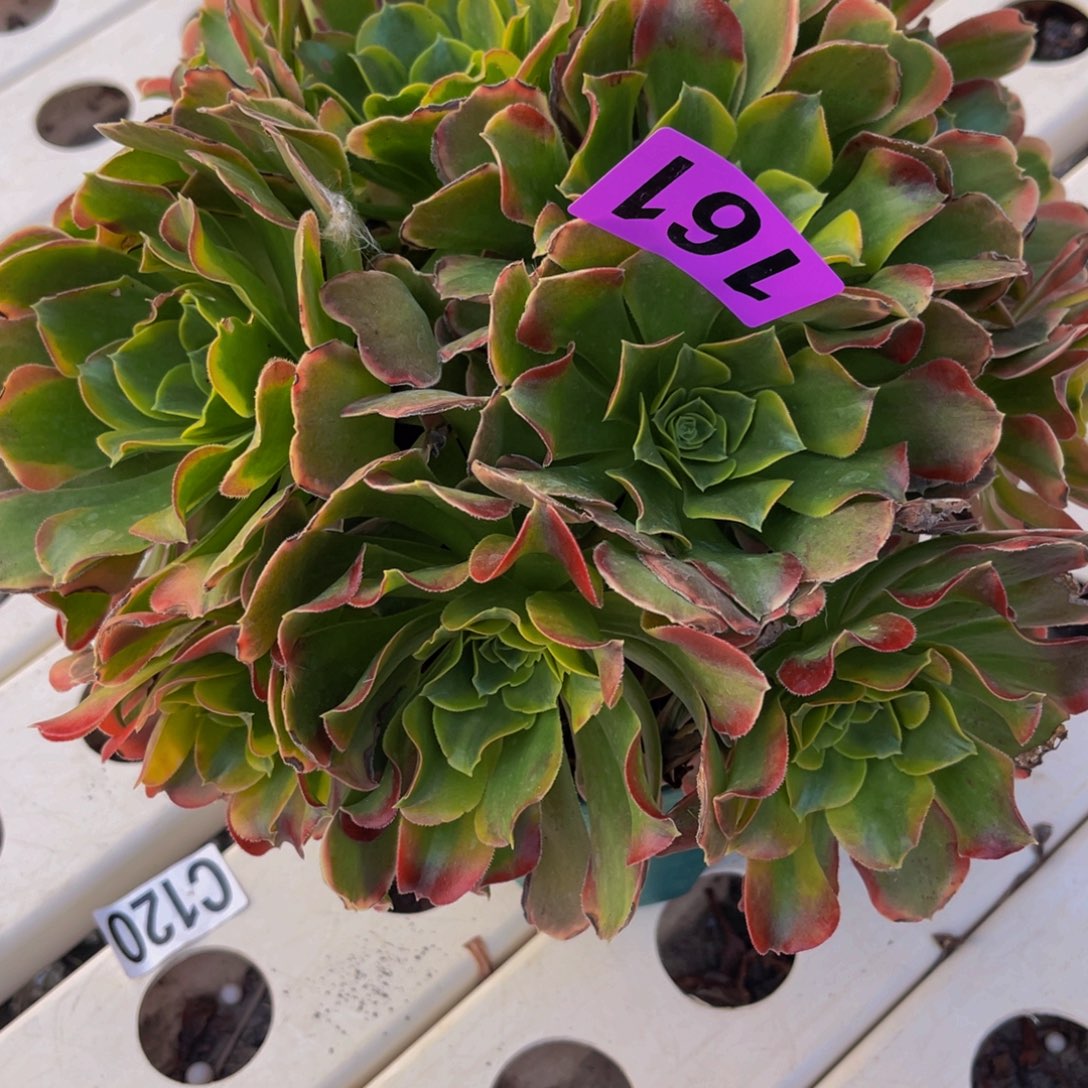 炫彩法师7////4包邮