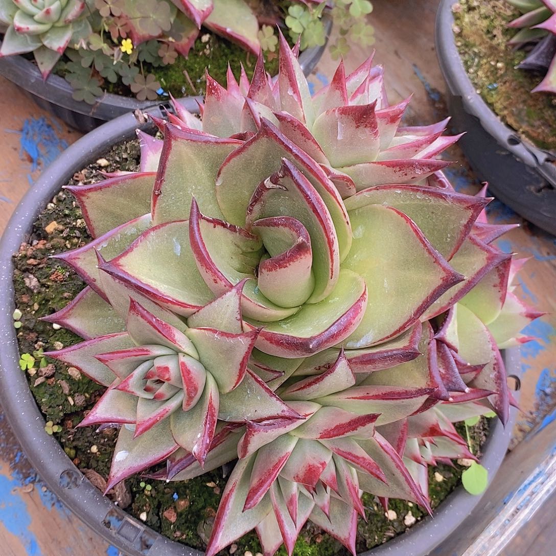 多肉植物乌木变异群