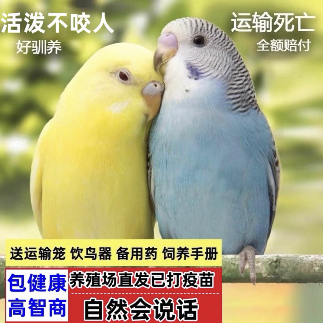 【鹦鹉+鸟笼】2只一对彩色鹦鹉手养会学说话的鹦鹉活鸟小鸟专属链接