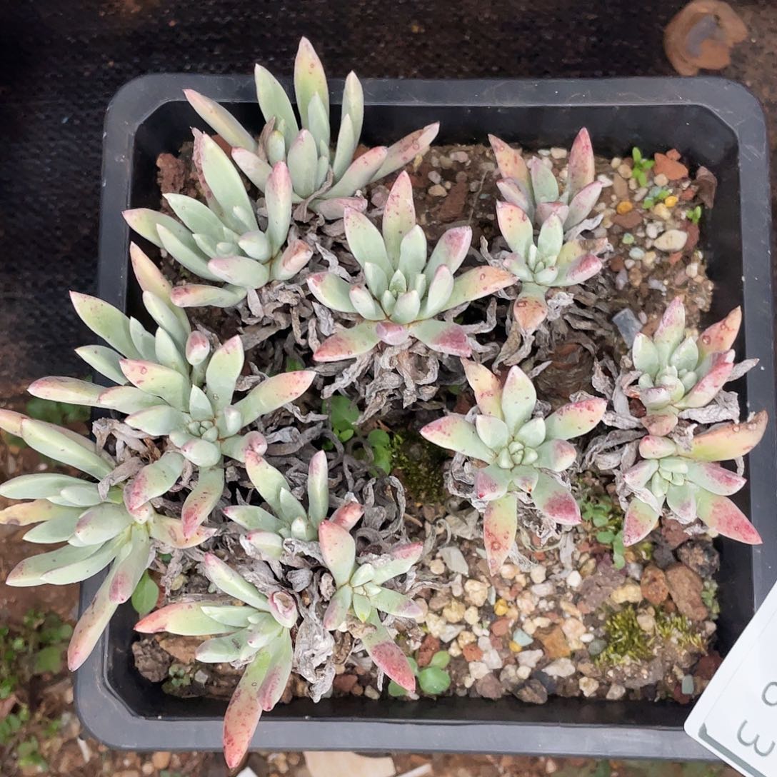 绿菊多头老桩多头0083