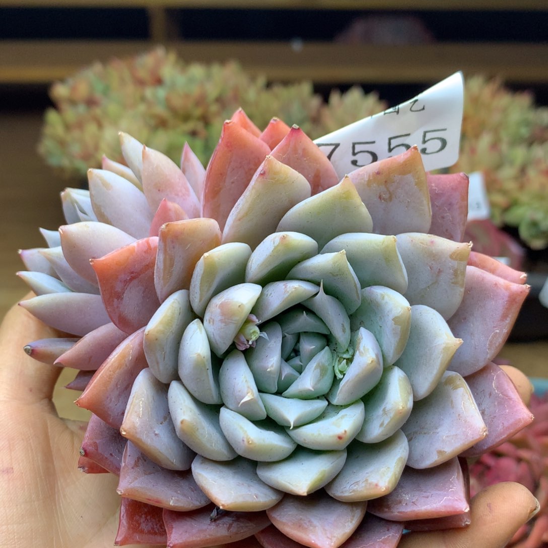 7555杂交多肉老桩