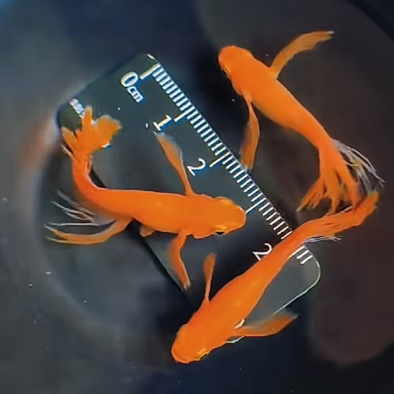 一物一拍 观背青鳉淡水鱼观赏鱼