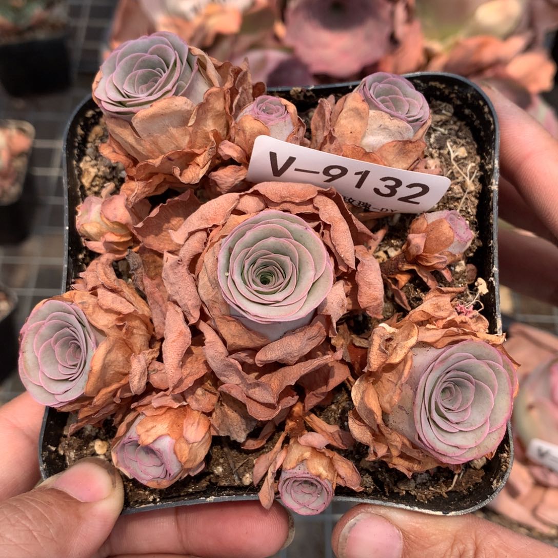 9132洛可可会掉侧芽