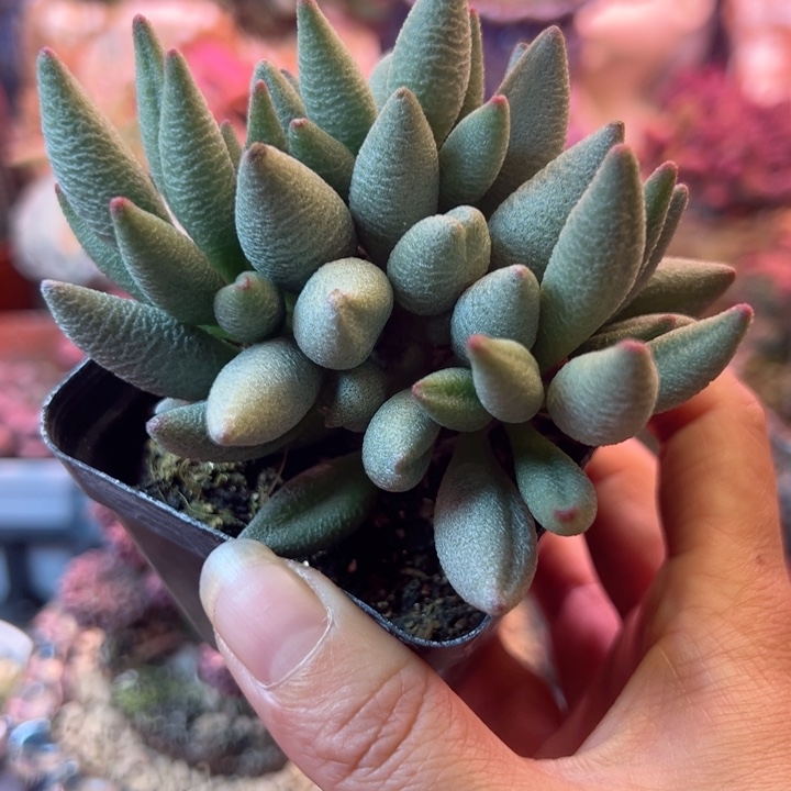 一物一拍感谢支持