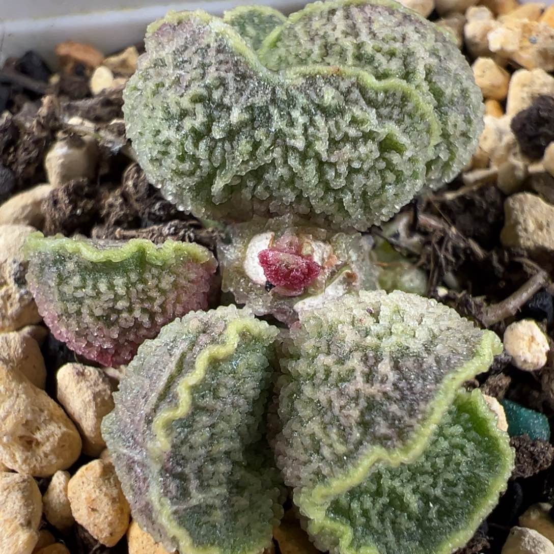 实生新品多头纯木质桩多肉植物水泡