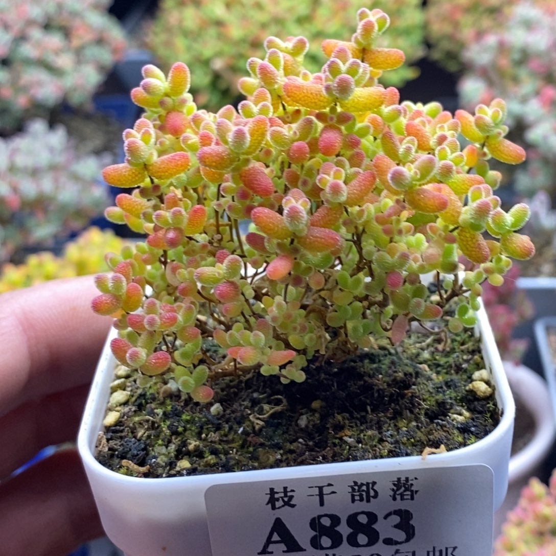 蜜橘糖球883。        