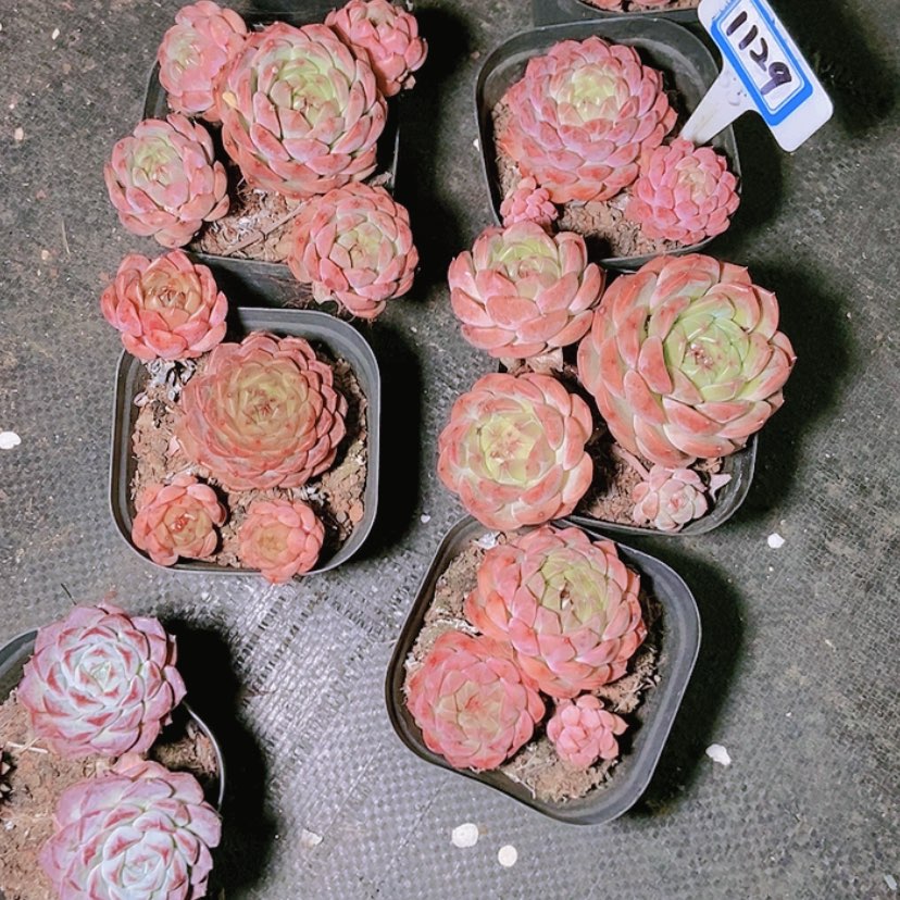 【闪购商品】不****调1129