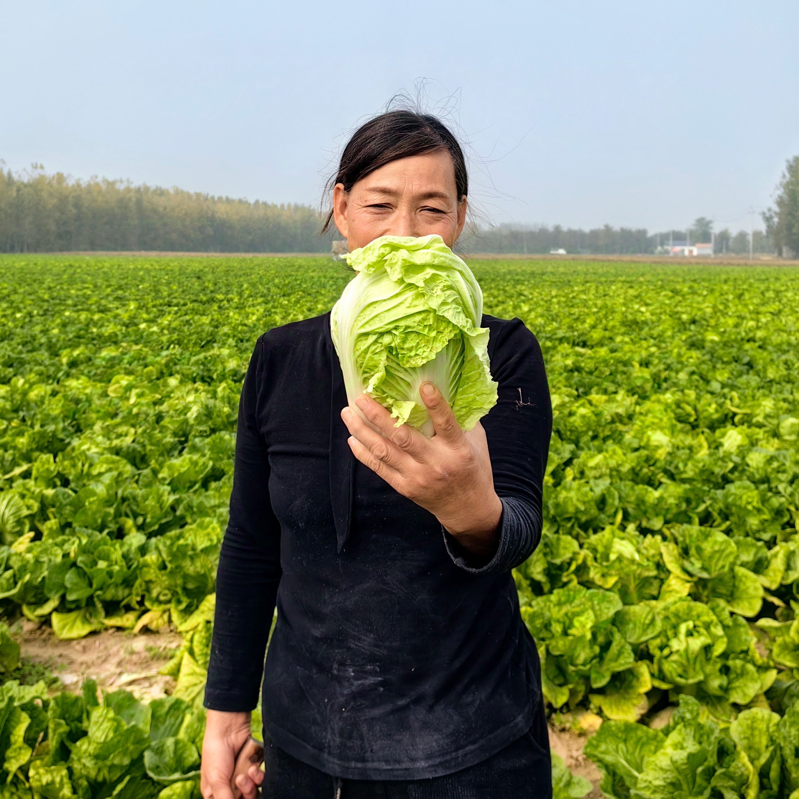 农家自种-露天大白菜-现砍现发