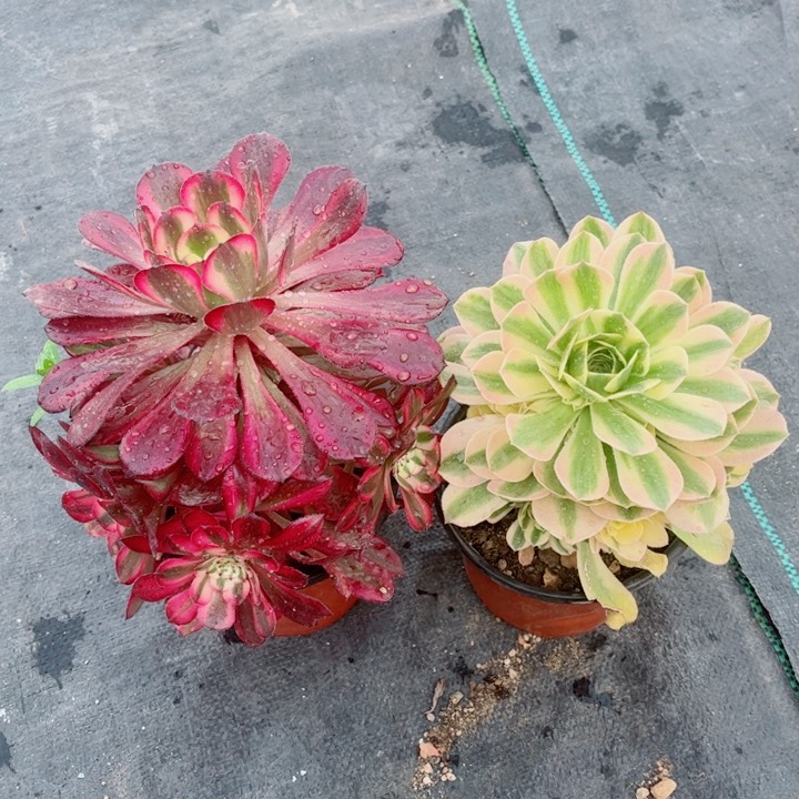 多肉法师不包断枝断叶