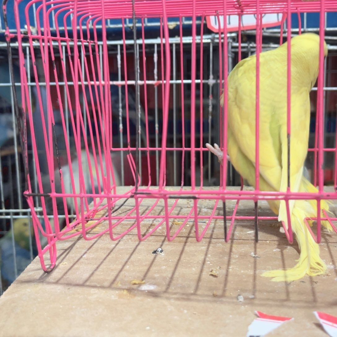 虎皮鹦鹉我的小姐姐