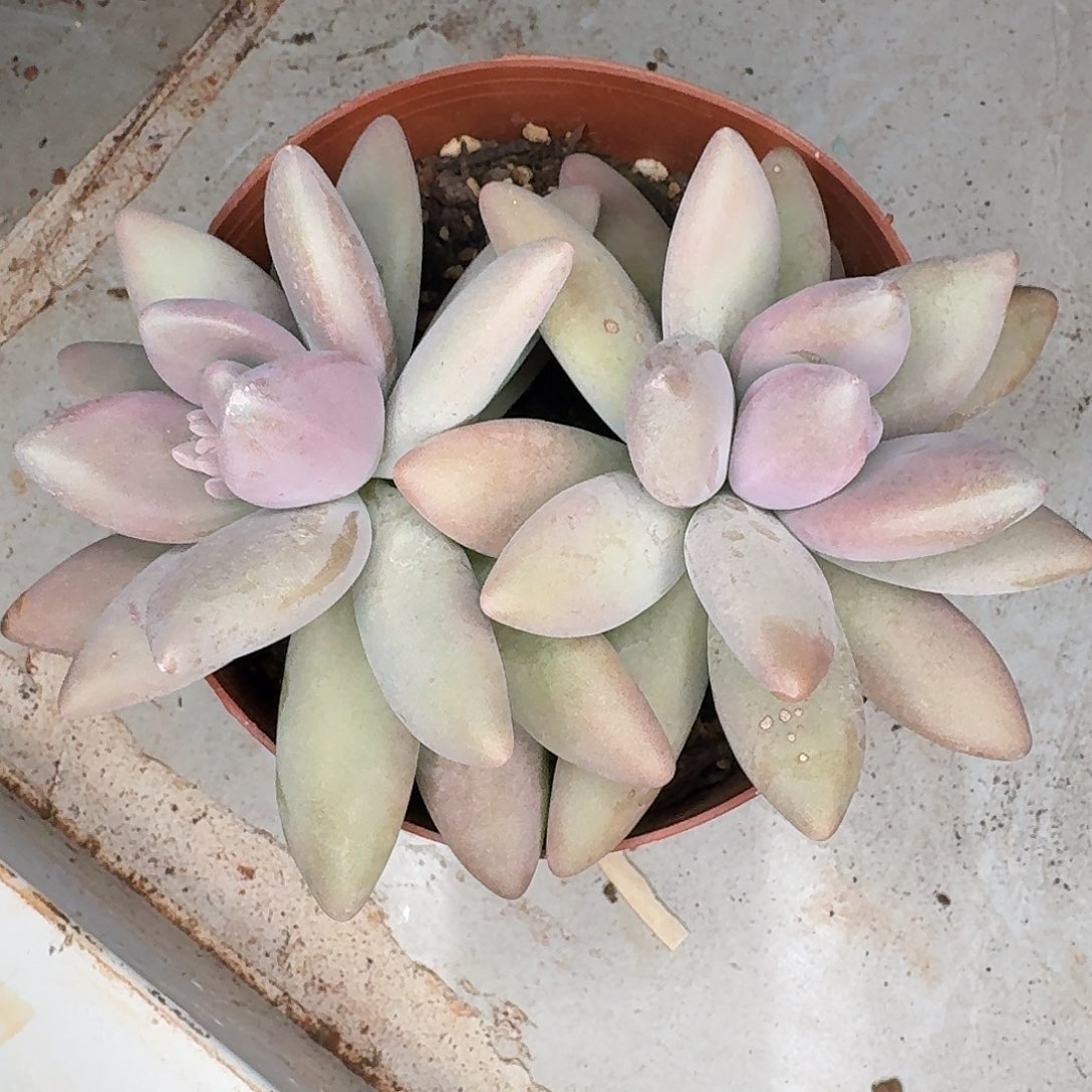 来自南极的鹅抗冻