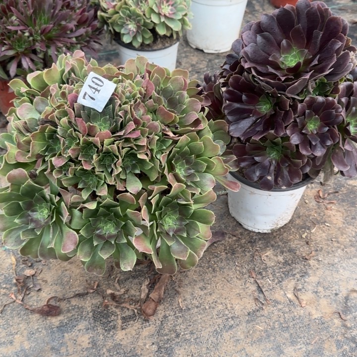 740玫瑰➕欧紫包邮。         