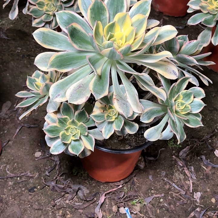 多肉植物法师灿烂20