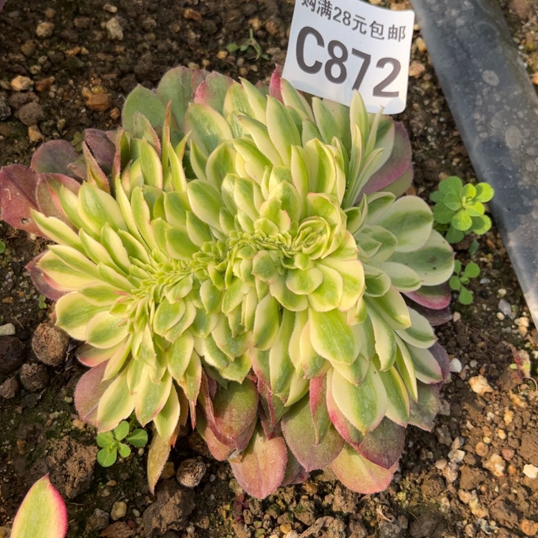 872多肉植物荔枝缀化