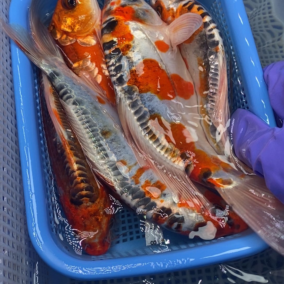 锦鲤冷水锦鲤包邮