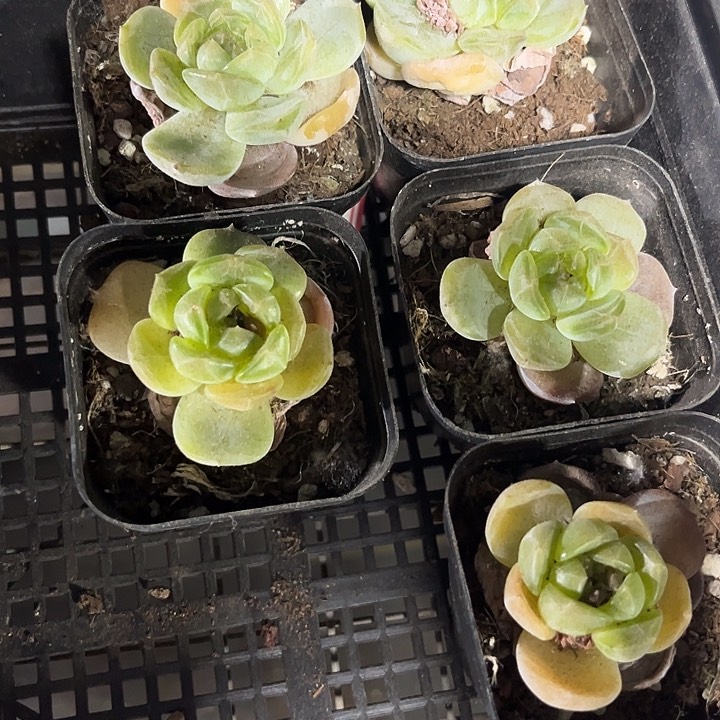 溏心白恋带盆土发