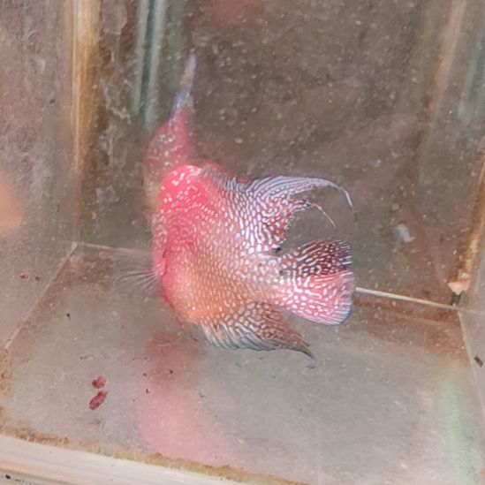 罗汉鱼222222222222