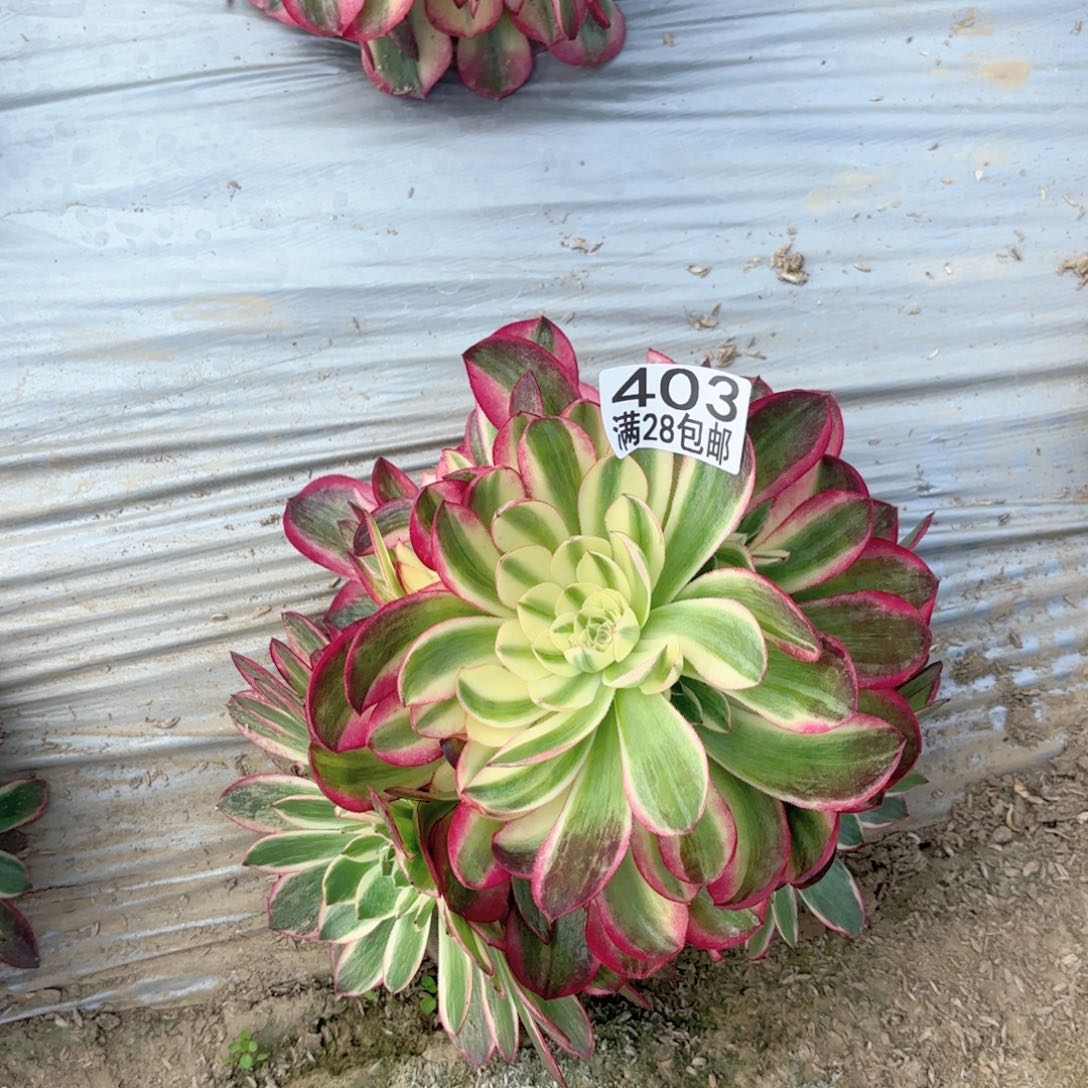 Q. 403海王多肉111111