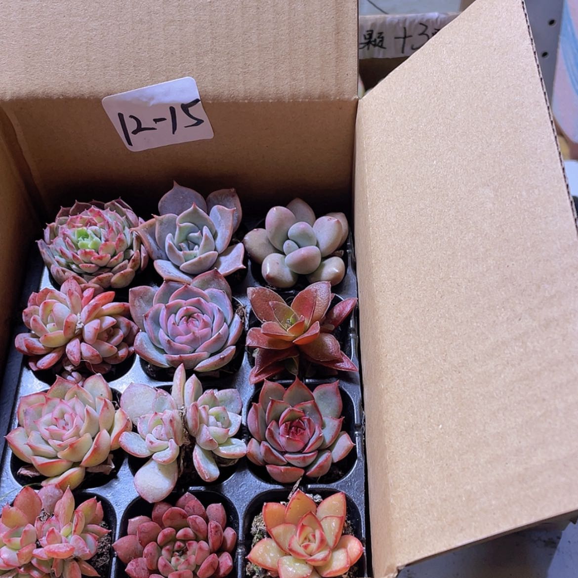 【闪购商品】12颗-15