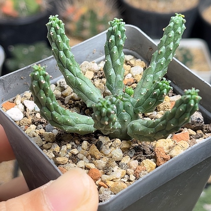 九头龙实生球一颗一物一拍